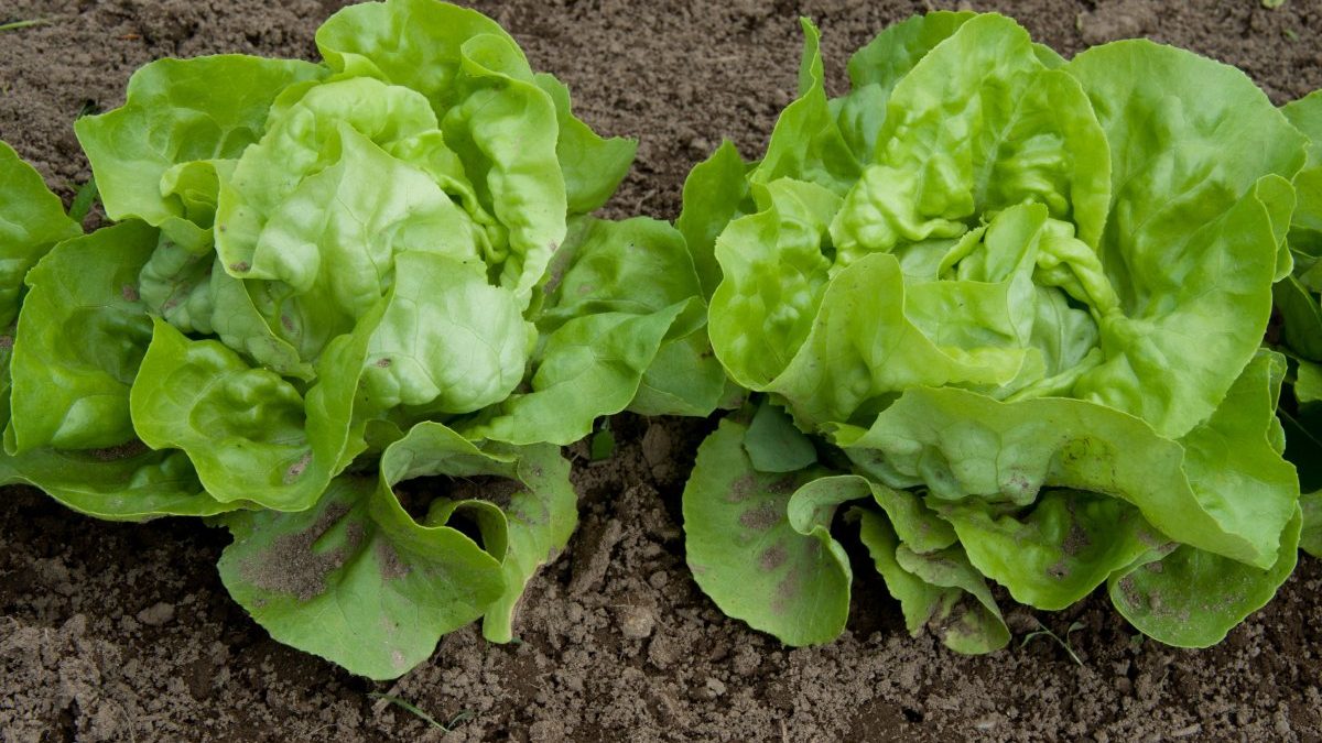 Cómo conservar los alimentos más tiempo y evitar el desperdicio