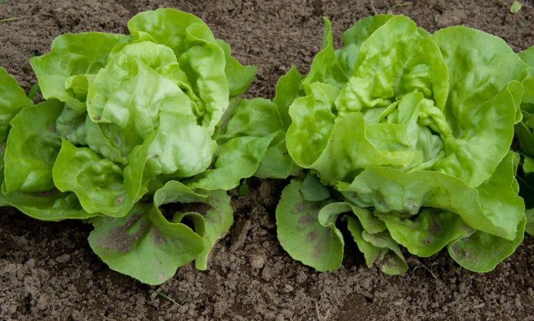 Cómo conservar los alimentos más tiempo y evitar el desperdicio